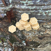 Hot Cocoa Beeswax Melt | Scented Beeswax & Coconut Wax Tart | winter scent